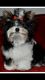 Biewer Puppies for sale in Queen Creek, AZ, USA. price: NA