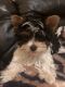 Biewer Puppies for sale in Bell Gardens, CA 90202, USA. price: NA