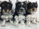 Biewer Puppies for sale in Los Angeles, CA, USA. price: NA