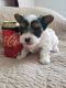 Biewer Puppies for sale in Panama City, FL, USA. price: NA