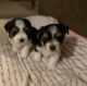 Biewer Puppies for sale in Ironwood, MI 49938, USA. price: NA