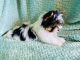 Biewer Puppies for sale in Oklahoma City, OK, USA. price: NA