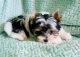 Biewer Puppies for sale in Oklahoma City, OK, USA. price: NA