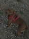Billy Puppies for sale in Cheyenne, WY 82007, USA. price: $500