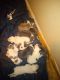 Billy Puppies for sale in Detroit, MI, USA. price: $150