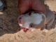 Billy Puppies for sale in Carrollton, GA, USA. price: $400
