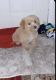 Billy Puppies for sale in Falls Church, VA, USA. price: $1,100