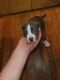 Billy Puppies for sale in St Charles, MO, USA. price: NA