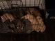 Billy Puppies for sale in Forest Park, GA, USA. price: $400