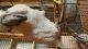 Cockatoo Birds for sale in Hubbard, OH 44425, USA. price: NA