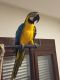 Blue-and-yellow Macaw Birds for sale in Graysville, AL, USA. price: NA