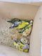 Birds of Paradise Birds for sale in Monroe, OH, USA. price: NA