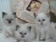 Birman Cats for sale in Texas City, TX, USA. price: NA