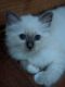 Birman Cats for sale in Orange Park, FL 32073, USA. price: $800