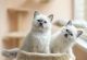 Birman Cats for sale in Portland, OR, USA. price: $700