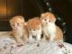 Birman Cats for sale in Atlanta, GA, USA. price: $900