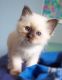 Birman Cats for sale in South Lake Tahoe, CA 96150, USA. price: $300