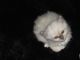 Birman Cats for sale in Little Rock, AR, USA. price: NA