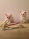 Birman Cats for sale in Houston, TX, USA. price: NA