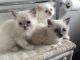 Birman Cats for sale in Bakersfield, CA, USA. price: NA