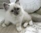 Birman Cats for sale in Little Rock, AR, USA. price: NA