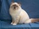 Birman Cats for sale in Mobile, AL, USA. price: NA