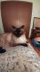 Birman Cats for sale in St Paul, MN, USA. price: NA