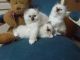 Birman Cats for sale in Corpus Christi, TX, USA. price: $400