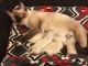 Birman Cats for sale in Wadsworth, OH 44281, USA. price: $700