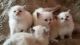 Birman Cats for sale in Colorado Springs, CO, USA. price: NA