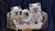 Birman Cats for sale in Los Angeles, CA 90001, USA. price: $500