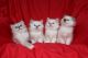 Birman Cats for sale in Colorado Springs, CO, USA. price: NA