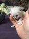 Birman Cats for sale in St Paul, MN, USA. price: NA