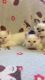 Birman Cats for sale in Springfield, IL, USA. price: NA