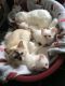 Birman Cats for sale in Beverly Hills, CA, USA. price: $400