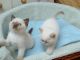 Birman Cats for sale in Virginia Beach, VA, USA. price: $600