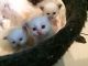Birman Cats for sale in Los Angeles, CA, USA. price: NA