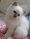 Birman Cats for sale in Los Angeles, CA, USA. price: NA