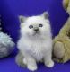 Birman Cats for sale in NJ-3, Clifton, NJ, USA. price: NA