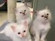 Birman Cats for sale in San Antonio, TX 78224, USA. price: NA