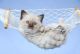 Birman Cats for sale in Black River Falls, WI 54615, USA. price: NA