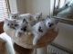 Birman Cats for sale in Charleston, WV, USA. price: $350