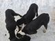 Black and Tan Coonhound Puppies for sale in Colrain, MA, USA. price: $500