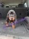 Black and Tan Coonhound Puppies for sale in Gladwin, MI 48624, USA. price: $600