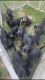 Black and Tan Coonhound Puppies for sale in Seymour, IN 47274, USA. price: $300