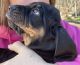 Black and Tan Coonhound Puppies