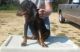 Black and Tan Coonhound Puppies for sale in Los Angeles, CA, USA. price: NA