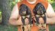 Black and Tan Coonhound Puppies for sale in St. Louis, MO, USA. price: NA