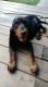 Black and Tan Coonhound Puppies for sale in Haines City, FL, USA. price: NA