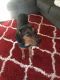 Black and Tan Coonhound Puppies for sale in Surprise, AZ 85388, USA. price: $300